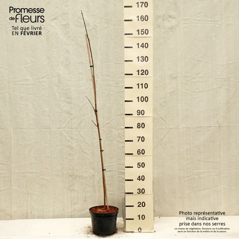 Example of Phellodendron amurense - Arbre au liège de l'Amour Pot van 4 l/5 l as you get in hiver