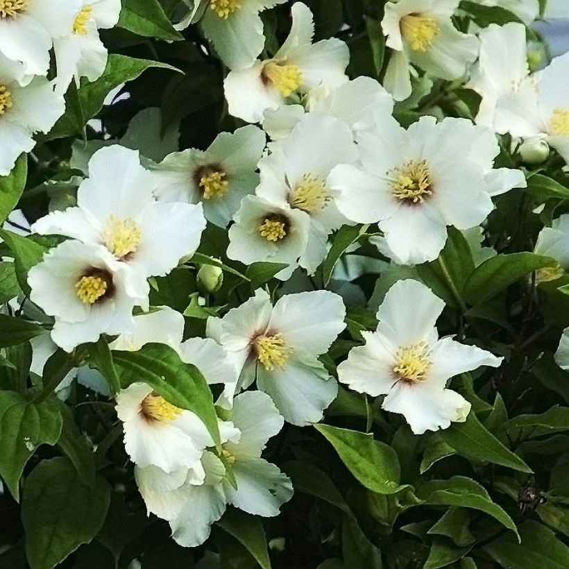 Philadelphus Belle Etoile - Boerenjasmijn (Flowering)