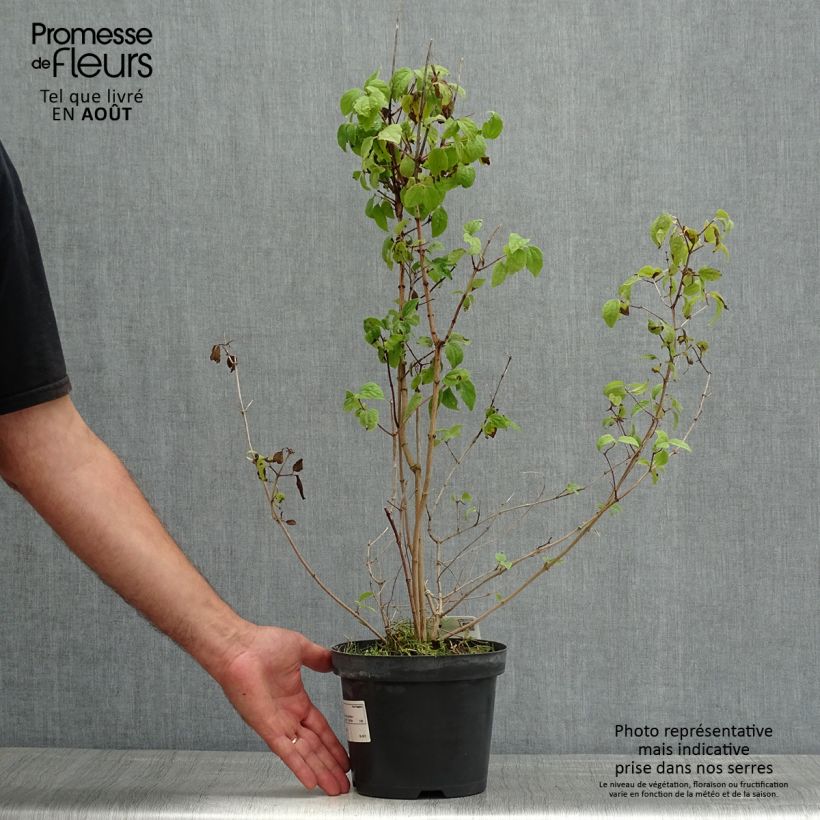 Exemplaar van Philadelphus persica Bouquet Blanc - Boerenjasmijn Pot van 2 l/3 l zoals geleverd in de zomer
