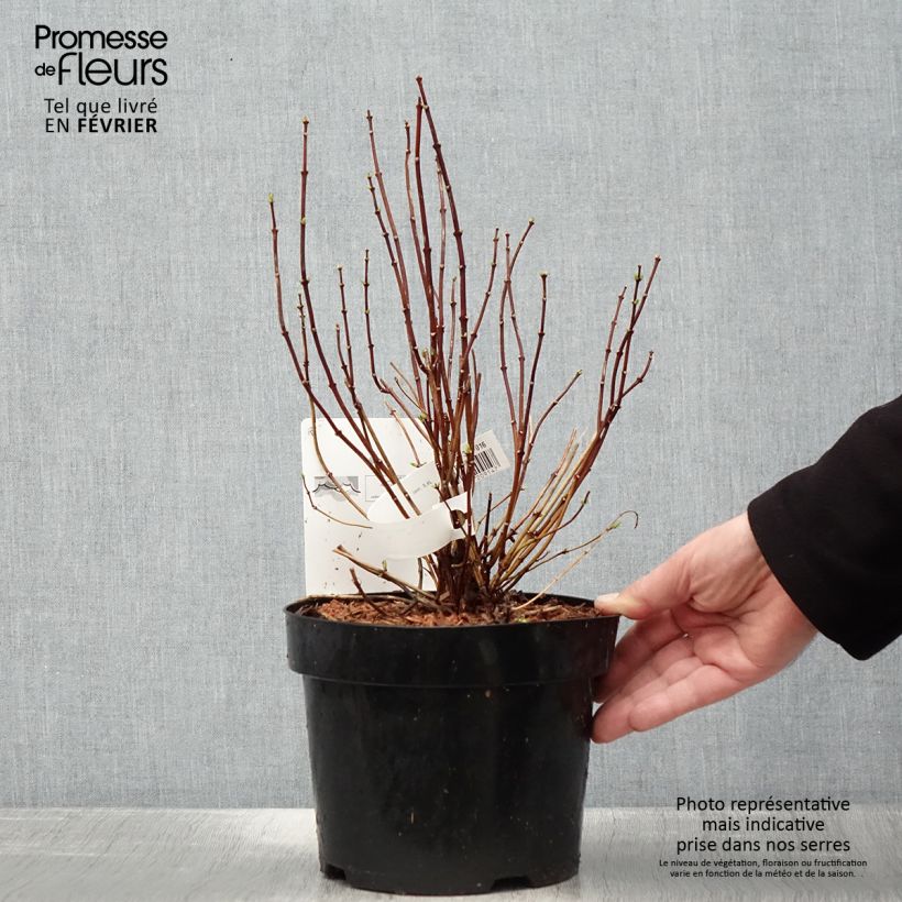 Example of Philadelphus coronarius - Boerenjasmijn Pot van 2 l/3 l as you get in hiver