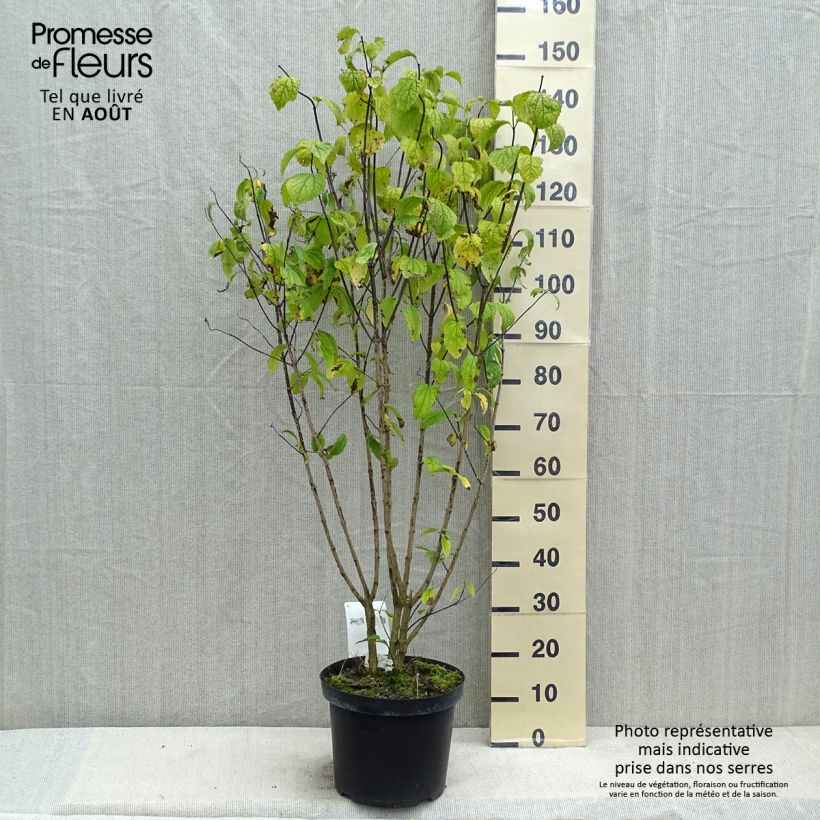 Exemplaar van Philadelphus coronarius - Boerenjasmijn Pot van 4 l/5 l zoals geleverd in de zomer