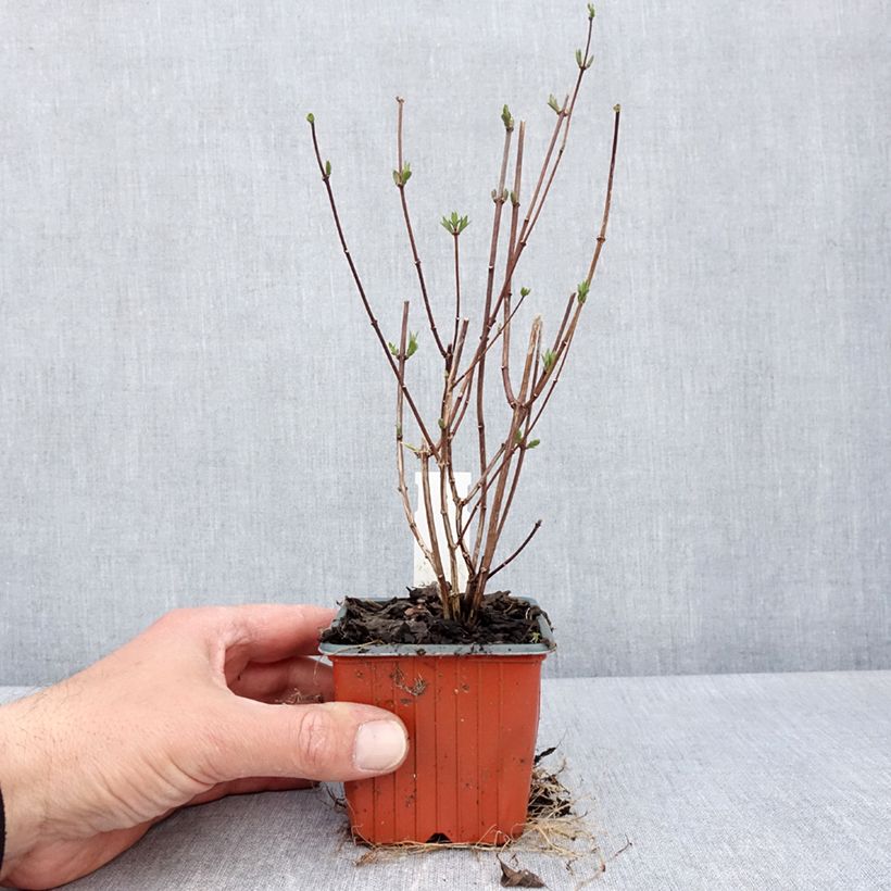 Exemplaar van Philadelphus Dame Blanche - Boerenjasmijn Kweekpotje van 8/9 cm zoals geleverd in de lente