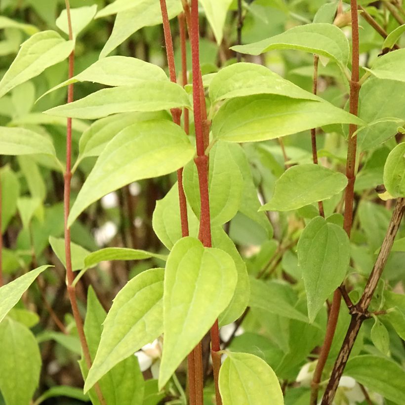 Philadelphus Dame Blanche - Boerenjasmijn (Blad)