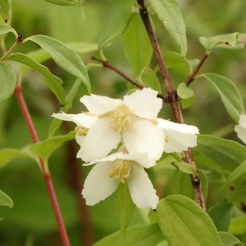 Philadelphus Dame Blanche - Boerenjasmijn (Bloei)