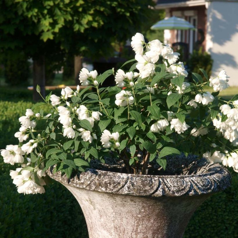 Philadelphus Little White Love - Boerenjasmijn (Plant habit)