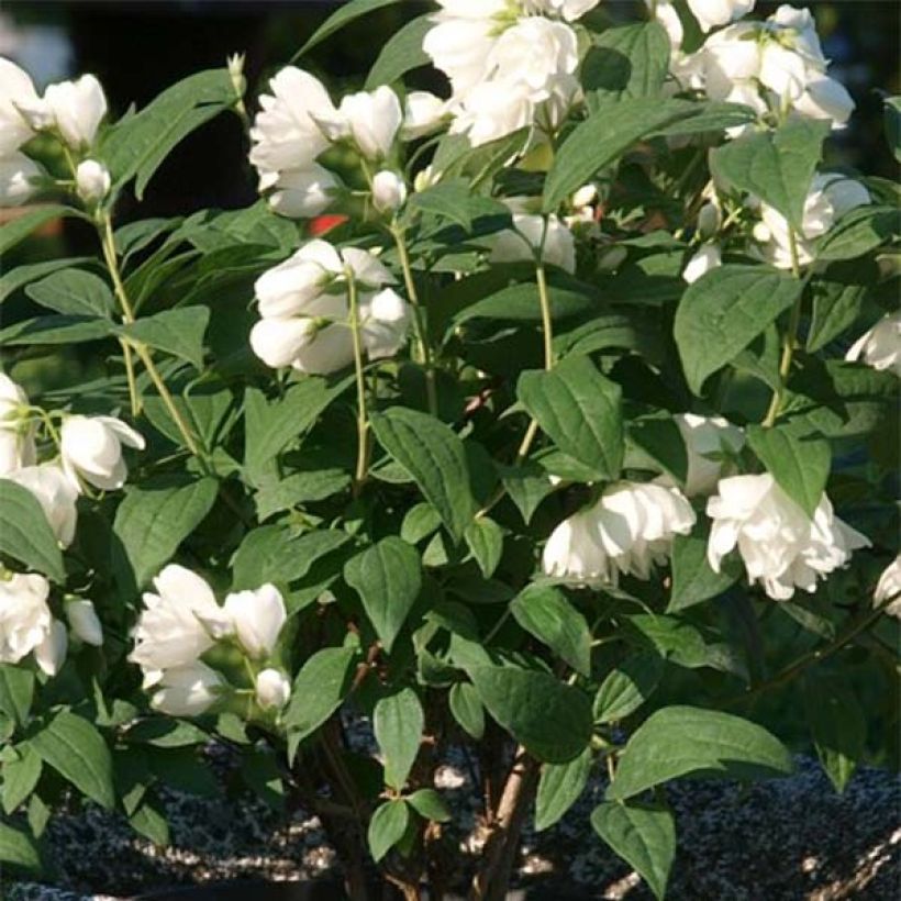 Philadelphus Little White Love - Boerenjasmijn (Foliage)