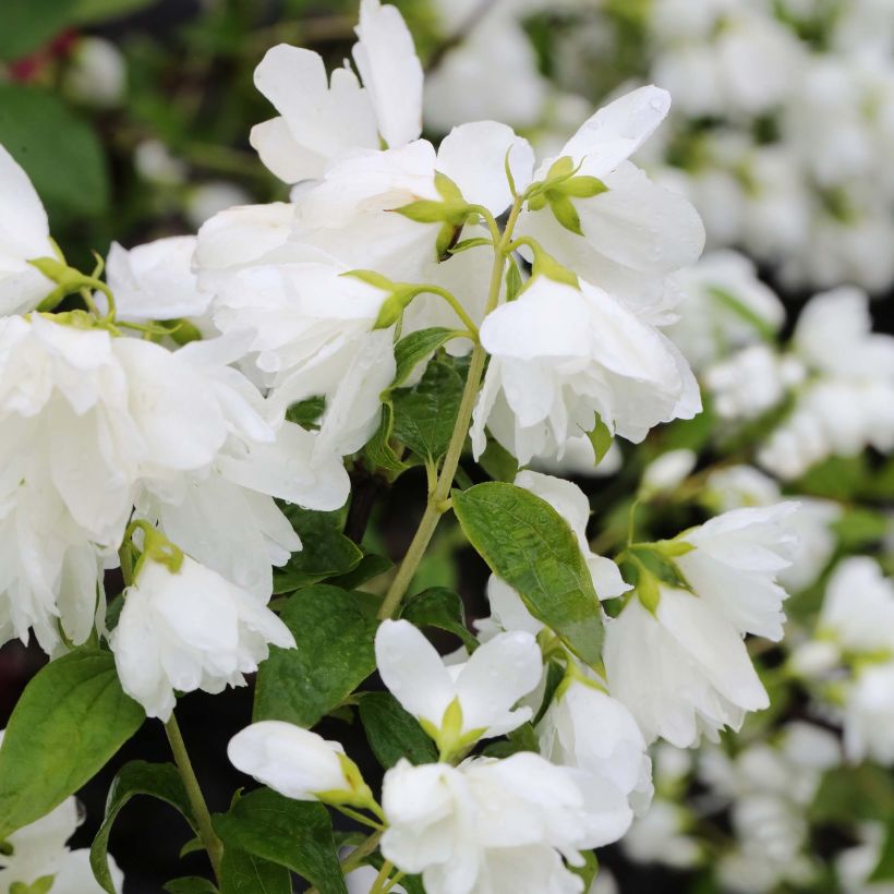 Philadelphus Little White Love - Boerenjasmijn (Flowering)