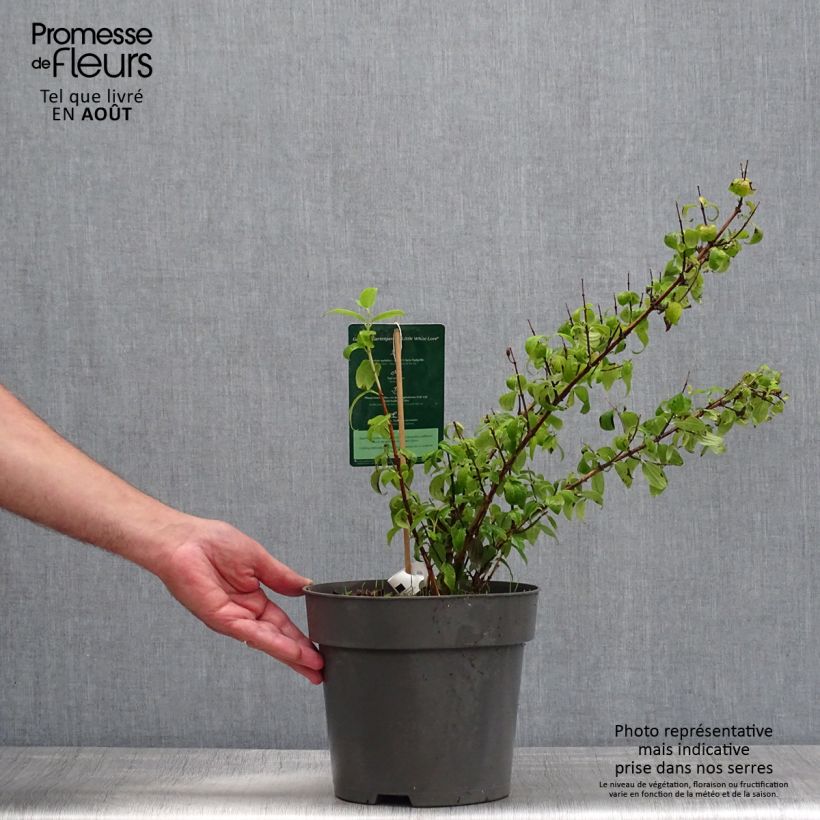 Exemplaar van Philadelphus Little White Love - Boerenjasmijn Pot van 2 l/3 l zoals geleverd in de zomer