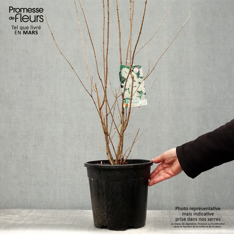 Exemplaar van Philadelphus virginalis Minnesota Snowflake - Boerenjasmijn Pot van 7,5 l/10 l zoals geleverd in de lente