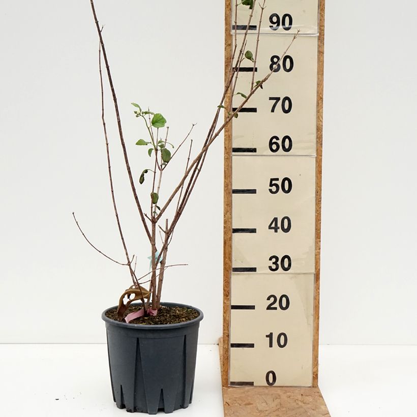 Exemplaar van Philadelphus Virginal - Boerenjasmijn Pot van 7,5 l/10 l zoals geleverd in de herfst