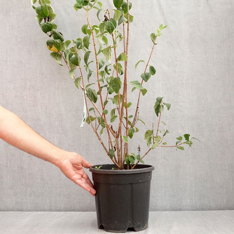 Exemplaar van Philadelphus Virginal - Boerenjasmijn Pot van 7,5 l/10 l zoals geleverd in de zomer