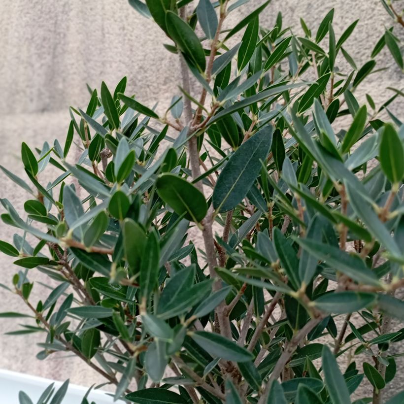 Phillyrea angustifolia GreenQuick - Steenlinde (Blad)