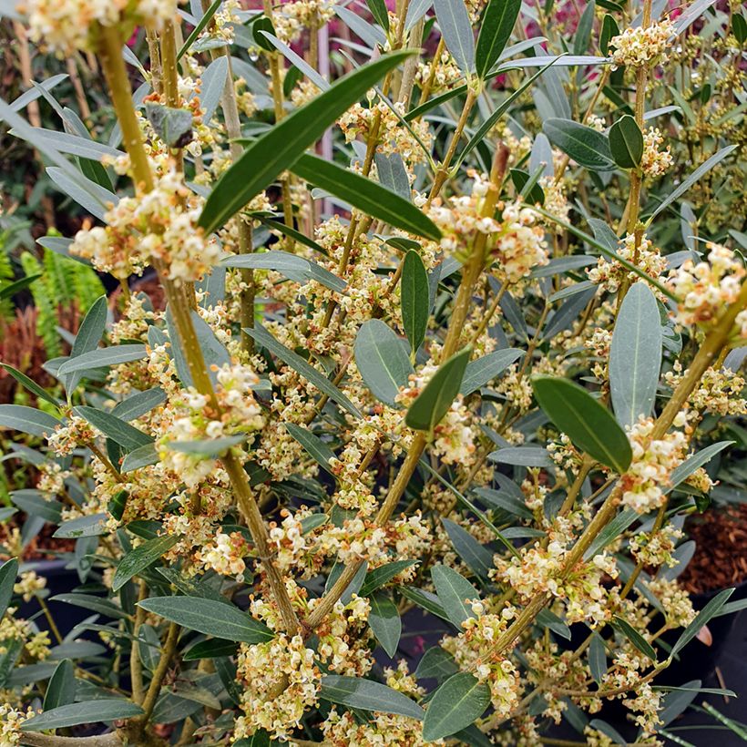 Phillyrea angustifolia GreenQuick - Steenlinde (Bloei)