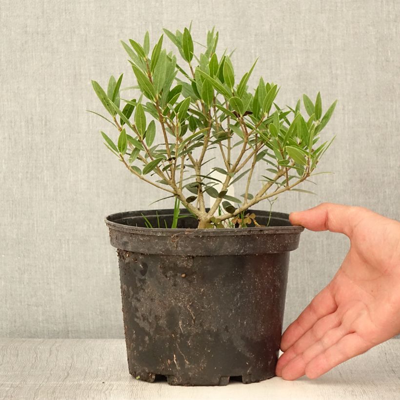 Example of Phillyrea angustifolia Green Up - Steenlinde Pot van 3 l/4 l as you get in ete