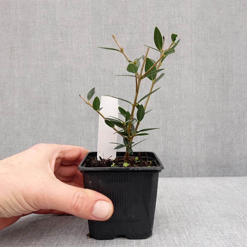 Example of Phillyrea angustifolia GreenQuick - Steenlinde Kweekpotje van 8/9 cm as you get in hiver