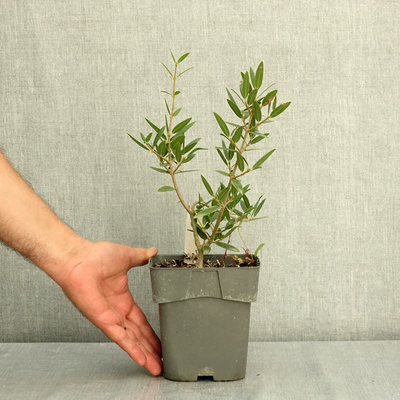 Exemplaar van Phillyrea angustifolia GreenQuick - Steenlinde Pot van 2 l/3 l zoals geleverd in de zomer