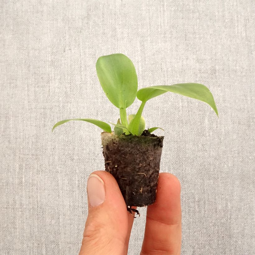 Exemplaar van Philodendron applanatum Mini-kamerplanten zoals geleverd in de lente