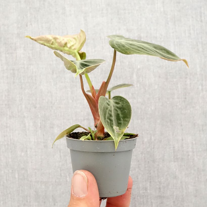 Exemplaar van Philodendron El Choco Red Mini-kamerplanten zoals geleverd in de lente