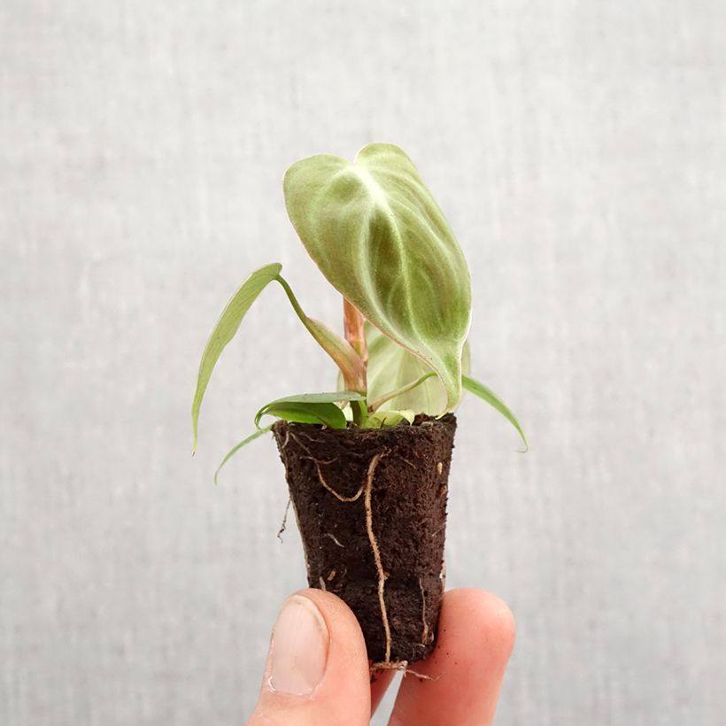 Example of Philodendron El Choco Red Mini-plante as you get in printemps