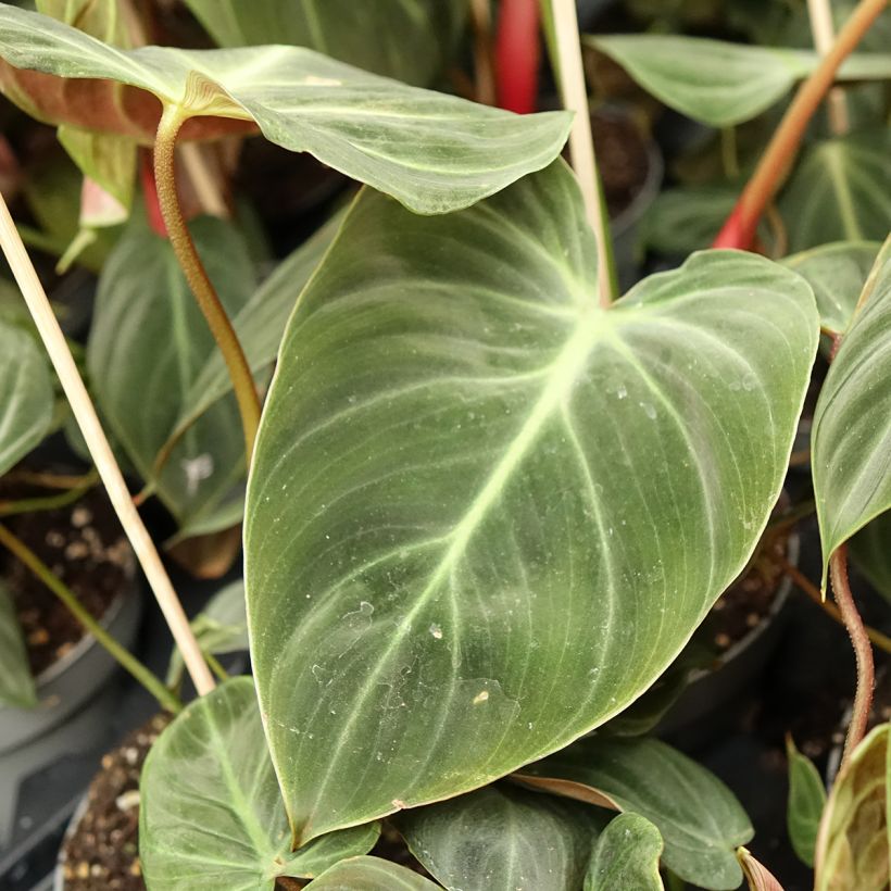 Philodendron El Choco Red (Blad)