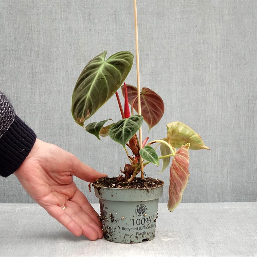 Exemplaar van Philodendron El Choco Red Pot van 12 cm / 13 cm zoals geleverd in de lente