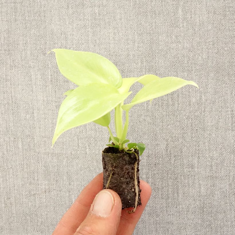 Example of Philodendron Golden Violin Mini-plante as you get in printemps