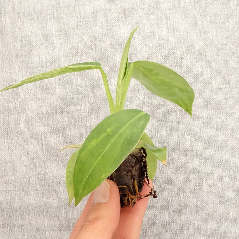 Exemplaar van Philodendron Jose Buono Mini-kamerplanten zoals geleverd in de lente