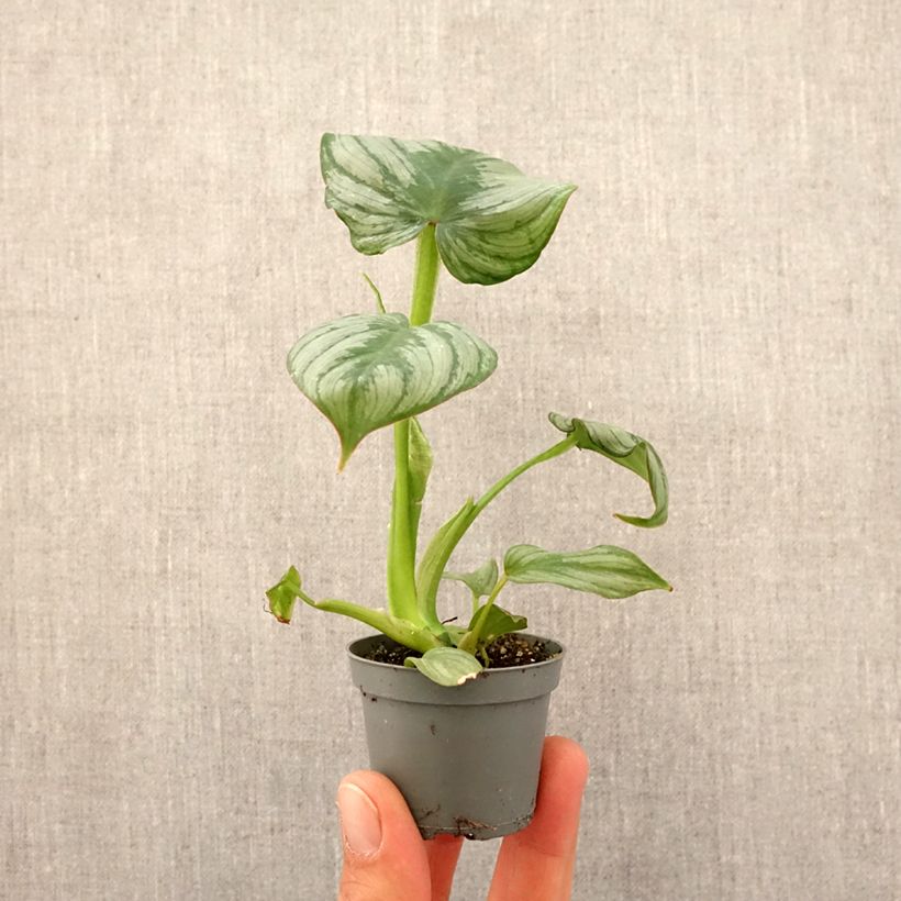 Example of Philodendron McDowell Mini-plante as you get in printemps