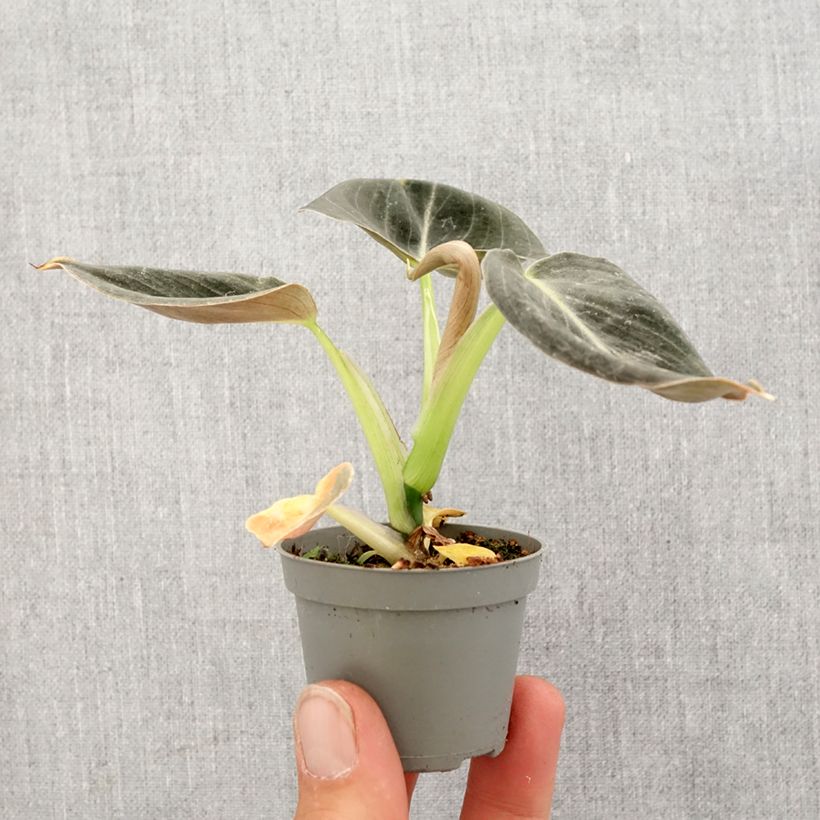 Exemplaar van Philodendron melanochrysum - Zwartgoudphilodendron Mini-kamerplanten zoals geleverd in de lente