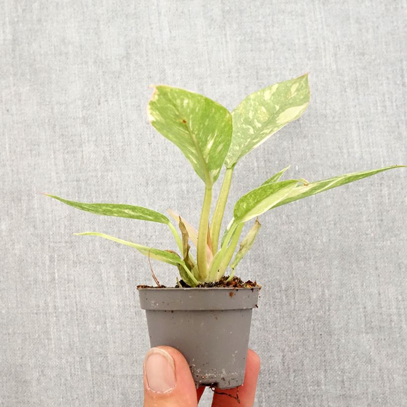 Example of Philodendron Narrow Ring of Fire Mini-plante as you get in printemps