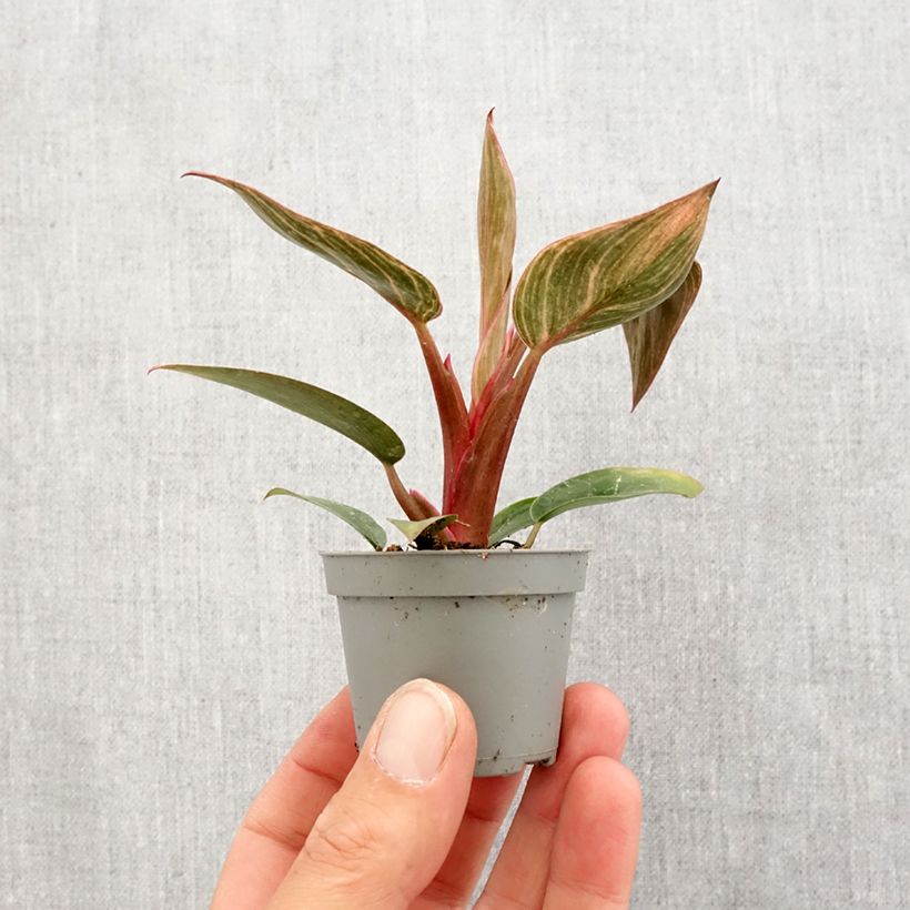 Example of Philodendron Pink Bikini Mini-plante as you get in printemps