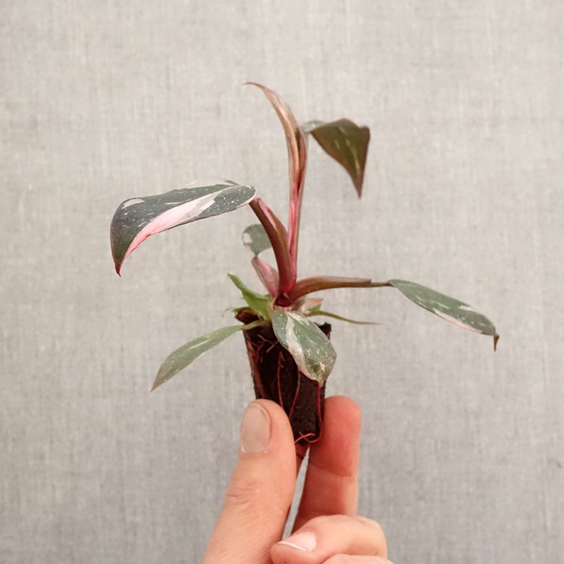 Example of Philodendron Pink Princess Mini-plante as you get in printemps