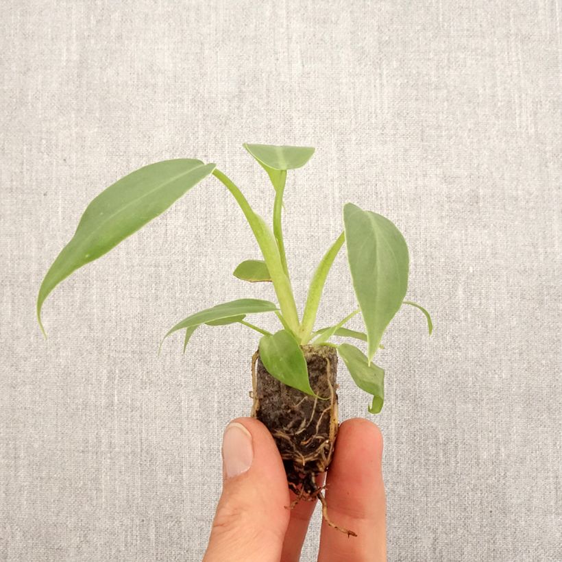 Example of Philodendron radiatum Mini-plante as you get in printemps