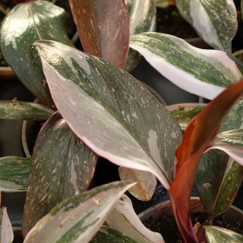 Philodendron Red Anderson (Blad)