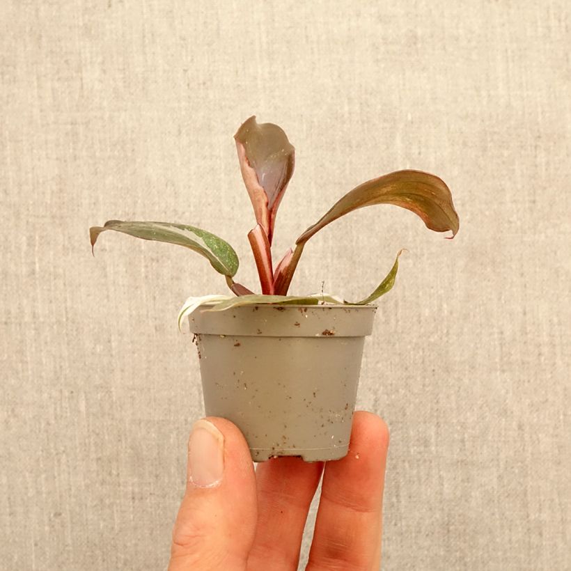 Exemplaar van Philodendron Red Anderson Mini-kamerplanten zoals geleverd in de lente