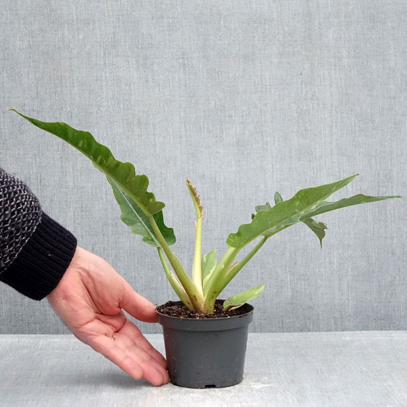 Exemplaar van Philodendron Ring of Fire Pot van 12 cm / 13 cm zoals geleverd in de lente