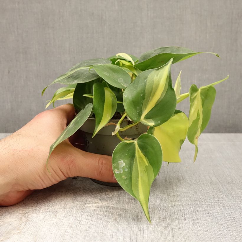 Exemplaar van Philodendron hederaceum - Hartbladige philodendron Pot van 10 cm/11 cm zoals geleverd in de lente