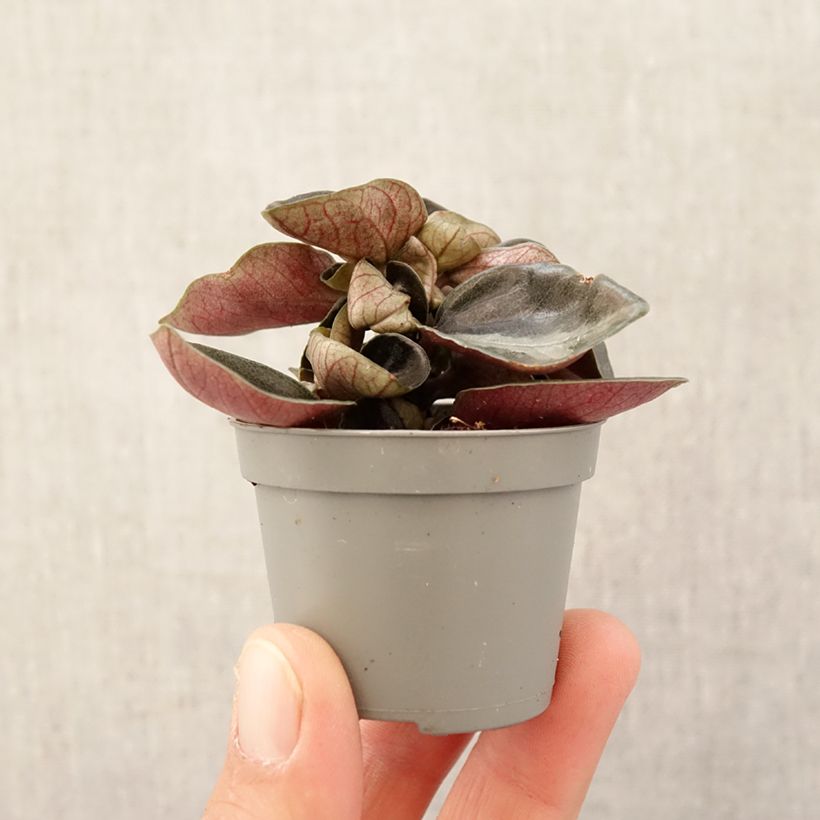 Example of Philodendron sp Colombia Mini-plante as you get in printemps