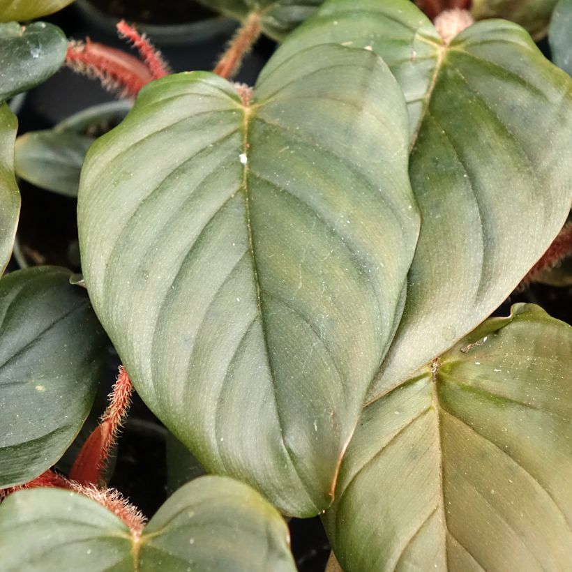 Philodendron squamiferum x serpens (Blad)