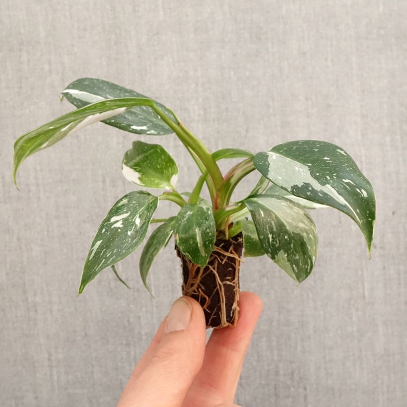 Example of Philodendron White Princess Mini-plante as you get in printemps