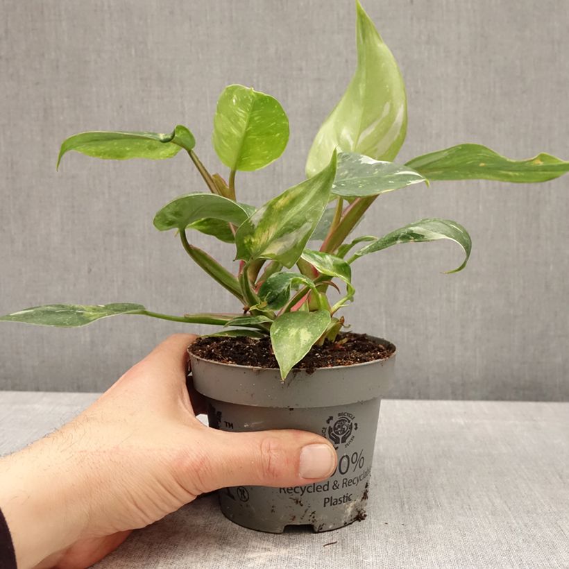 Exemplaar van Philodendron White Princess Pot van 12 cm / 13 cm zoals geleverd in de lente