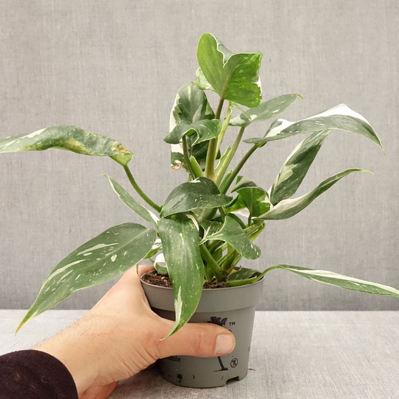 Exemplaar van Philodendron White Wizard Pot van 12 cm / 13 cm zoals geleverd in de lente
