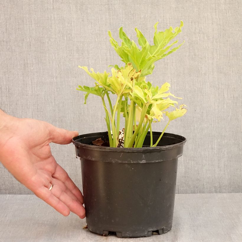 Exemplaar van Philodendron Hope Pot van 2 l/3 l zoals geleverd in de zomer