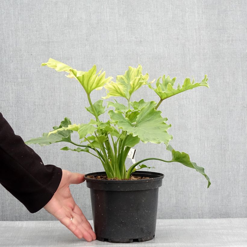 Example of Philodendron Hope Pot van 2 l/3 l as you get in hiver