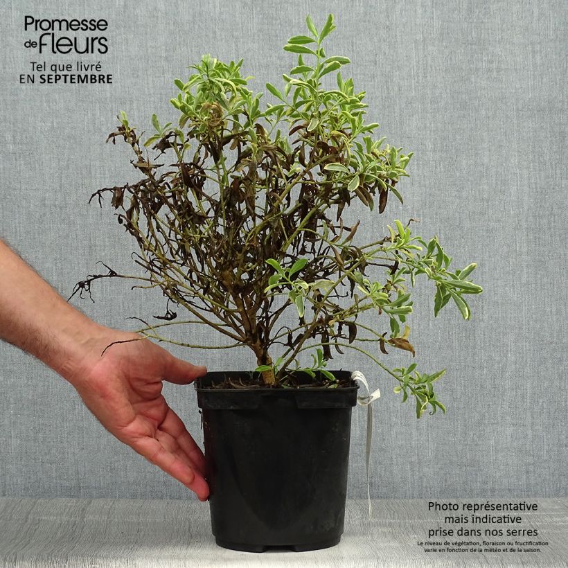 Exemplaar van Philotheca myoporoides Gold Touch - Wasbloem Pot van 3 l/4 l zoals geleverd in de herfst