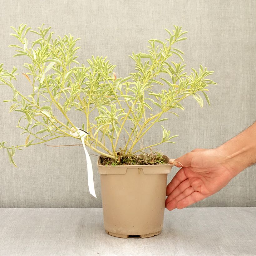 Exemplaar van Philotheca myoporoides Gold Touch - Wasbloem Pot van 3 l/4 l zoals geleverd in de zomer