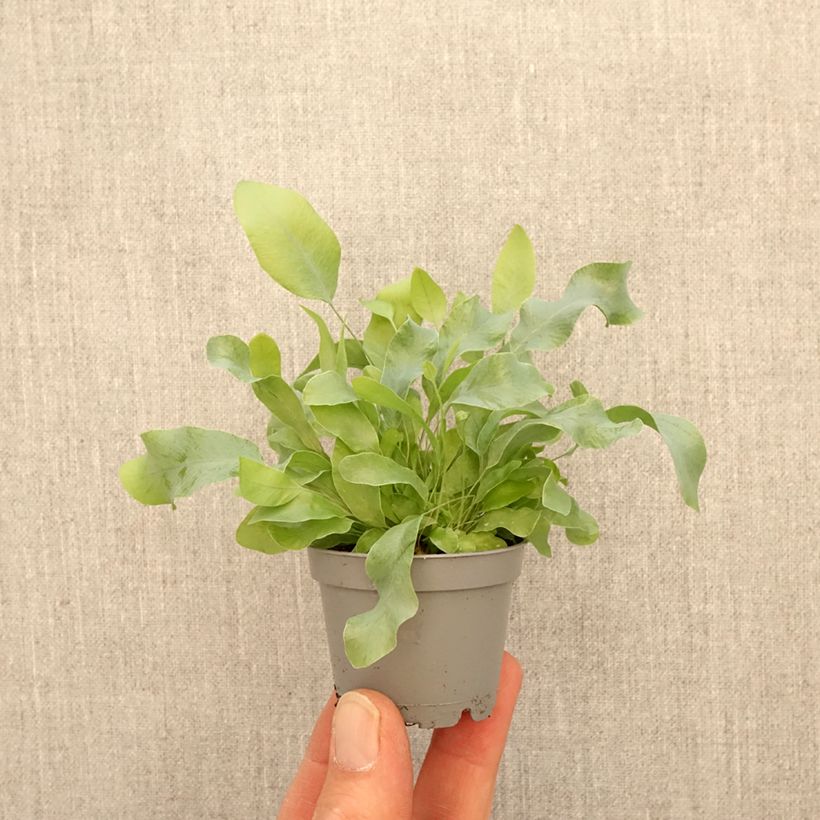 Exemplaar van Phlebodium Blue Star - Blauwe varen Mini-kamerplanten zoals geleverd in de lente