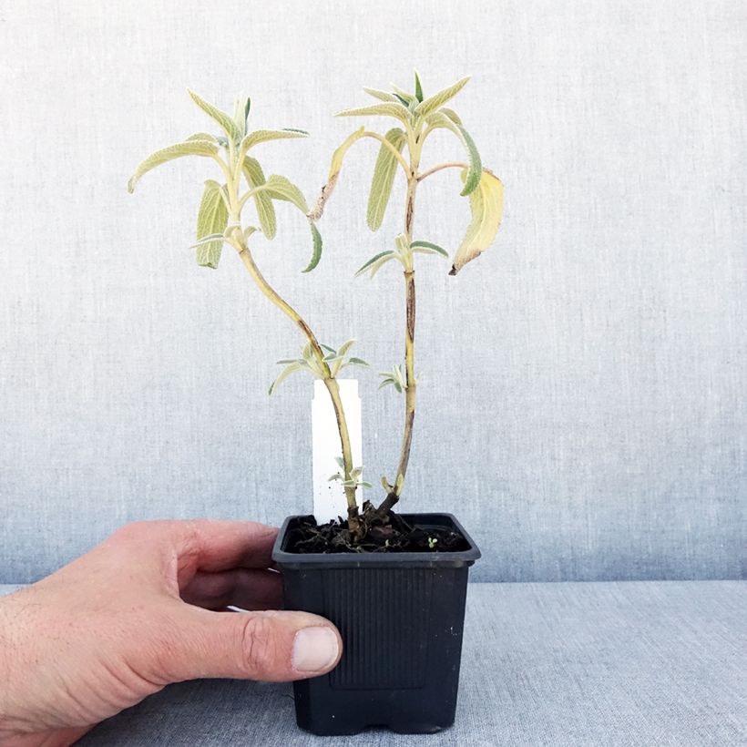 Exemplaar van Phlomis bourgaei - Brandkruid Kweekpotje van 8/9 cm zoals geleverd in de lente