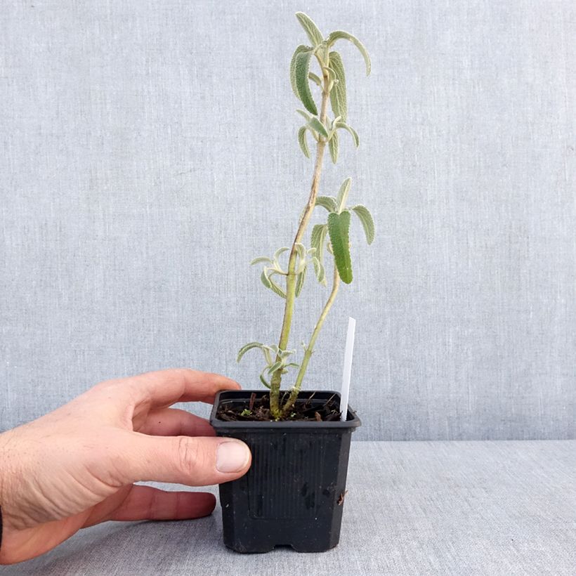 Example of Phlomis bourgaei - Sauge de Jérusalem Kweekpotje van 8/9 cm as you get in hiver