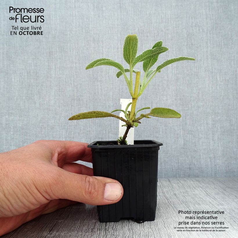 Exemplaar van Brandkruid - Phlomis fruticosa Kweekpotje van 8/9 cm zoals geleverd in de herfst